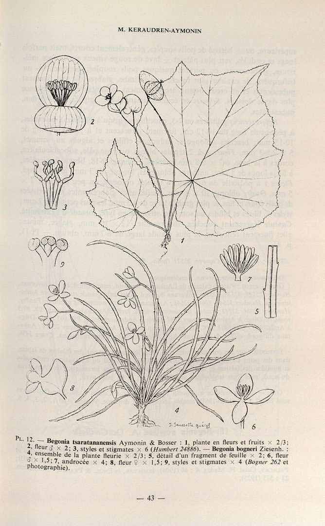 B. tsaratananensis